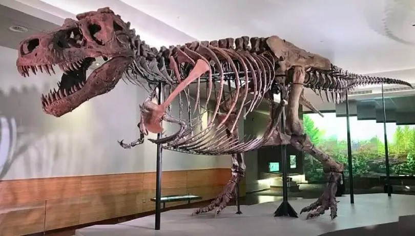 Natural History Museum